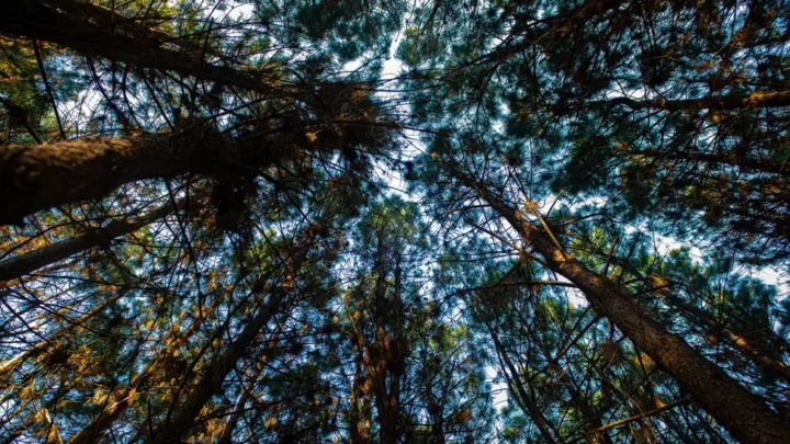 Mapfre planta 470 árboles para compensar las toneladas de CO2 producidas durante su Junta de Accionistas