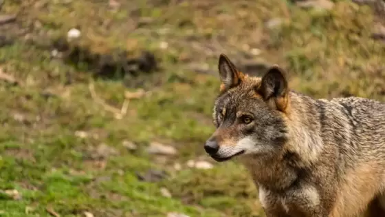 El Comité de las Regiones y el Parlamento Europeo debatirán sobre el lobo