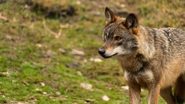 El Comité de las Regiones y el Parlamento Europeo debatirán sobre el lobo