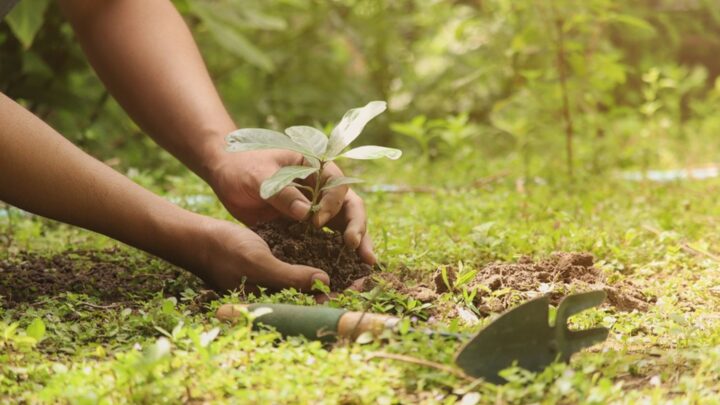 Aprobado in extremis un proyecto de Reglamento sobre restauración de la naturaleza