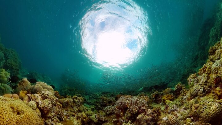 Procesos para la conservación de espacios marinos protegidos