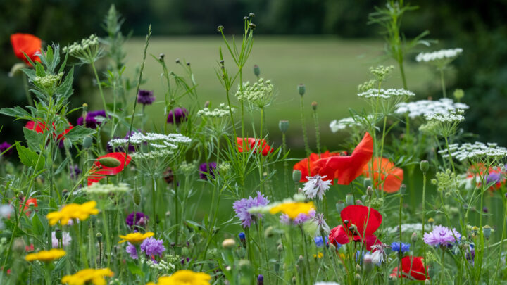 El Real Jardín Botánico lanza un programa para jóvenes sobre la biodiversidad en plantas