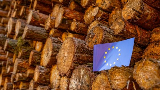 Deforestación: el Parlamento Europeo quiere ajustes en el Reglamento