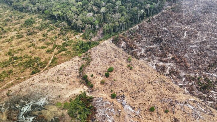 Reglamento sobre deforestación: el Consejo de la UE valida el aplazamiento de un año