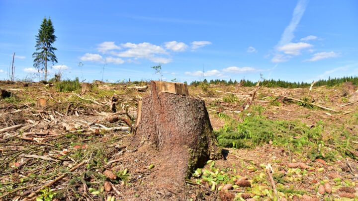 Deforestación: ¿hacia un enfrentamiento?