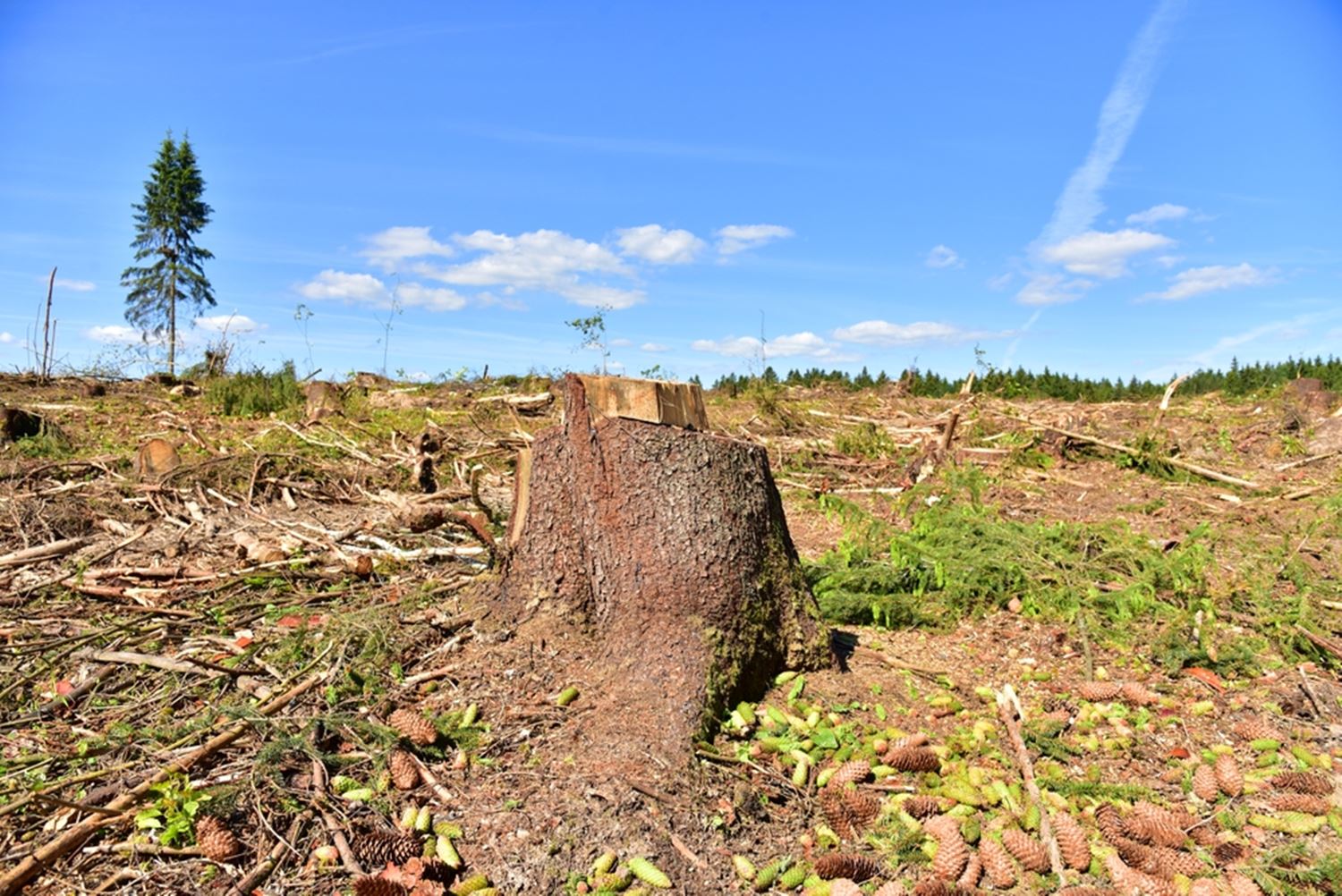 Imagen del artículo Reglamento europeo sobre la deforestación: aplazamiento de un año y simplificaciones
