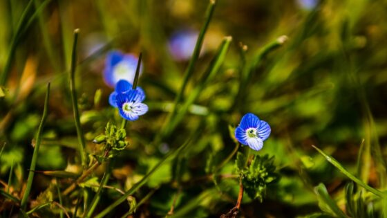 La COP16 culmina con un acuerdo de financiación de la conservación de la naturaleza