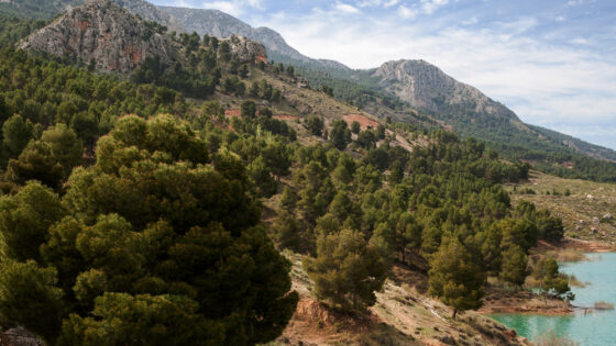 Sistema Andaluz de Compensación de Emisiones