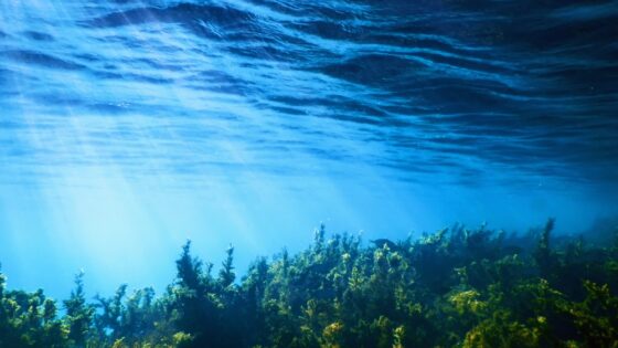 Real Decreto por el que se aprueban las estrategias marinas de segundo ciclo