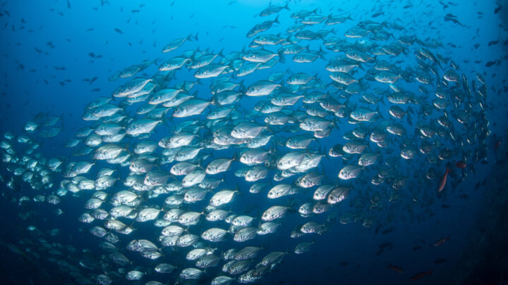 Transición Ecológica lanza ayudas por 73 millones de euros para bioeconomía, investigación marina y empleo verde