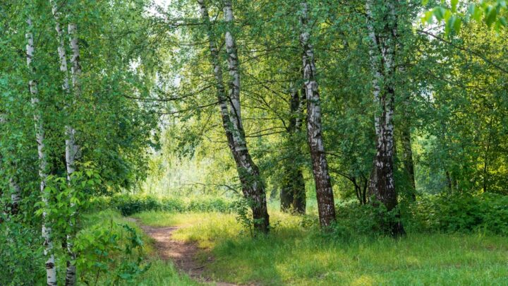 Uso de la biomasa en la prevención de los incendios