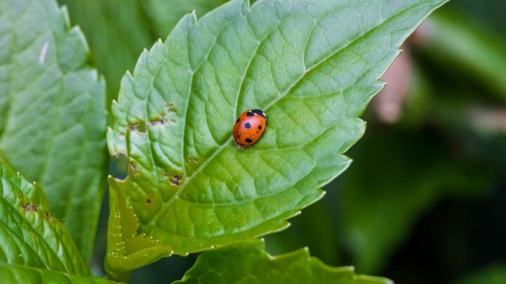 Episodios climáticos extremos pueden causar un descenso “alarmante” de insectos
