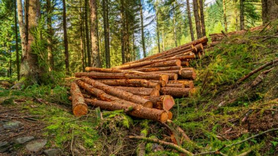 Bruselas propone retrasar hasta finales de 2026 la aplicación de la ley de deforestación