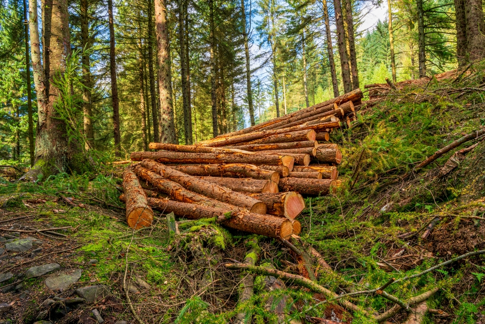 Imagen del artículo Reglamento de la UE sobre la lucha contra la deforestación