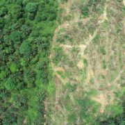 La CE publica la revisión de la simplificación del Reglamento de la UE contra la deforestación