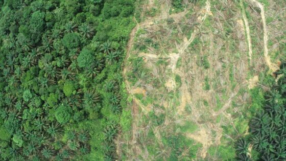 La CE publica la revisión de la simplificación del Reglamento de la UE contra la deforestación